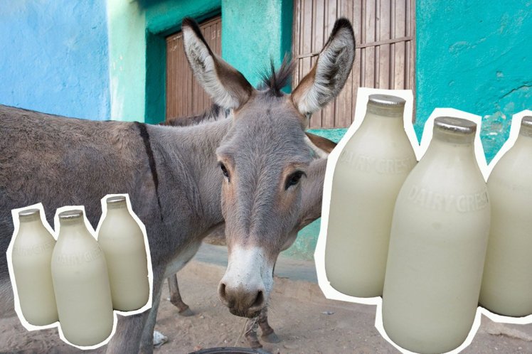 Susu Keledai